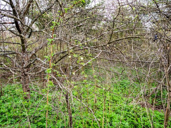 Underbrush Clearing in Lansdale