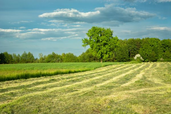 Cost of Vegetation Removal in Lansdale