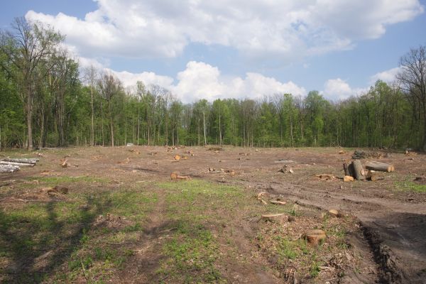 Cost of Pasture Clearing in Lansdale