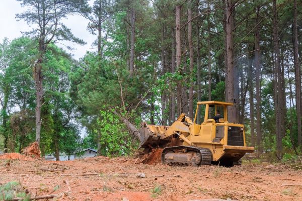 Forest Thinning in Lansdale