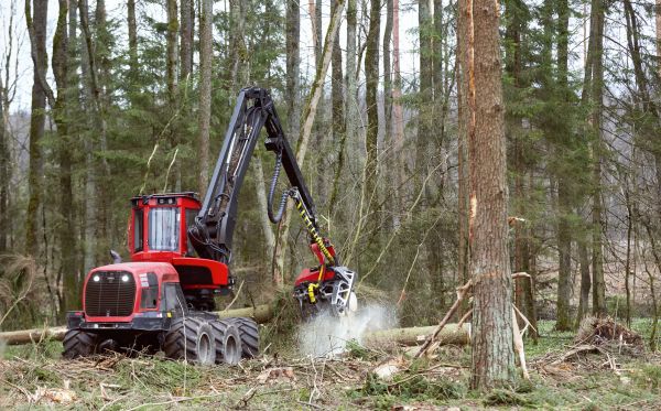 Cost of Forest Clearance Service in Lansdale