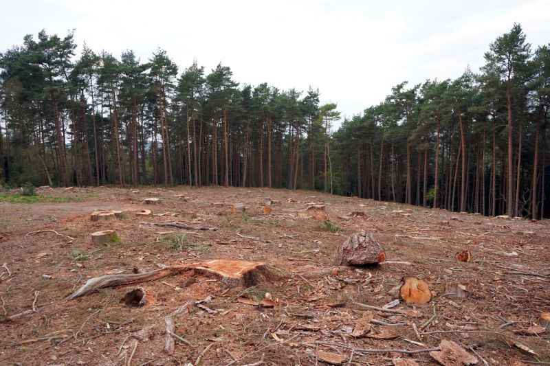 Tree Removal Experts